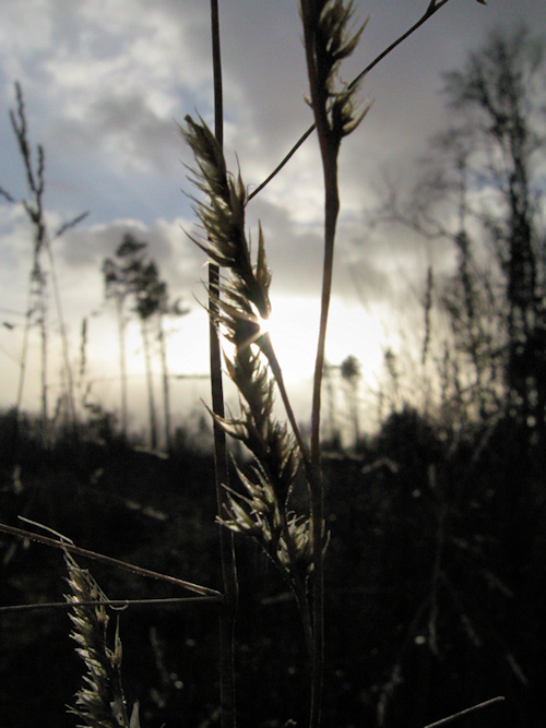 Winter Grasses